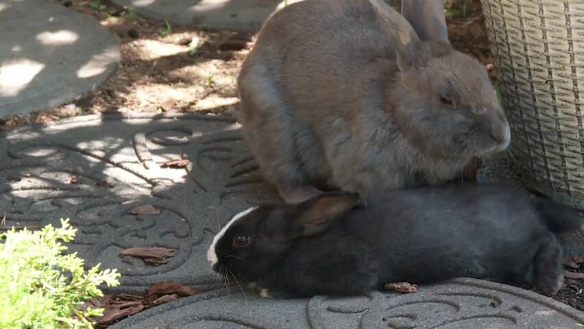 Feral Couples